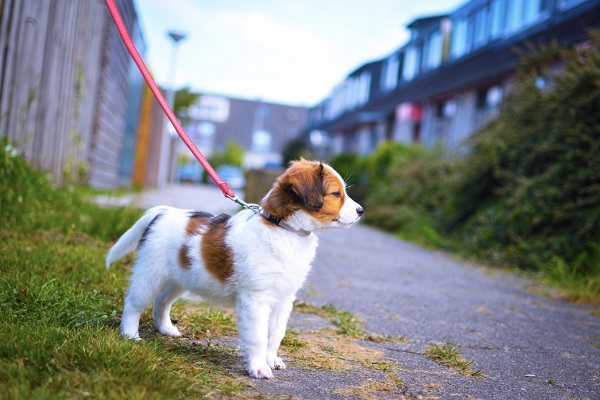 My Dog Is Afraid To Go Outside- But Why