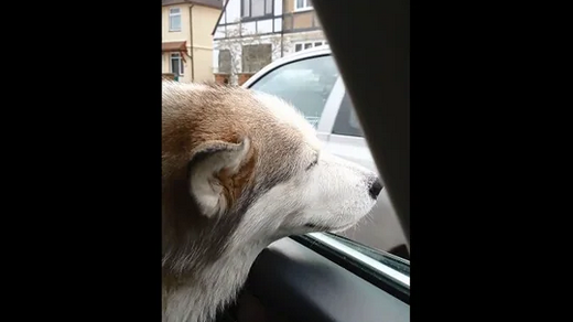Neighborhood in Mumbai Celebrated the Return of Lost Stray Dog
