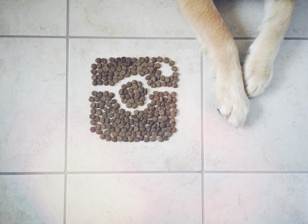 Some Amazing Dog Trainers You Must Follow on Instagram