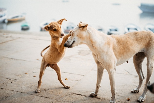 Survival Of The Fittest – Rule Applies To Stray Dogs In India