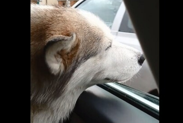 Too old to run but never too old to feel the wind on her face (v.redd.it)