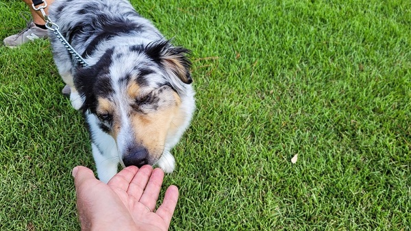 Why Some Dogs Are Smelly And Some Are Not