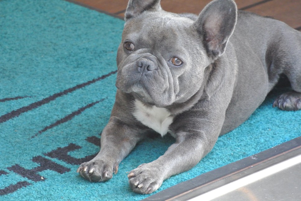 A Few Things To Know About The Blue French Bulldogs