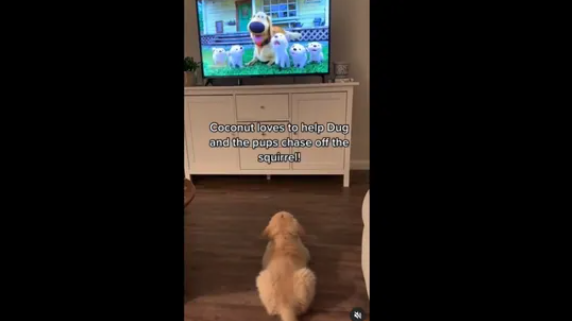 A screengrab of the video of a puppy trying to help a dog get rid of a squirrel on TV