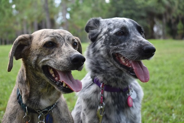 American Cur Dogs Everything You Need To Know