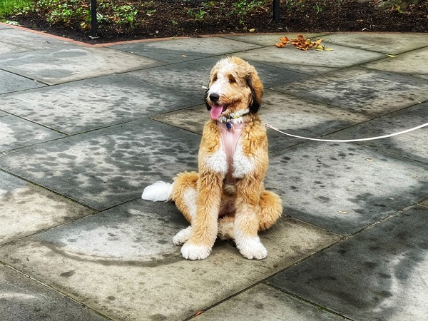 Are Bernedoodle Puppies Hypoallergenic
