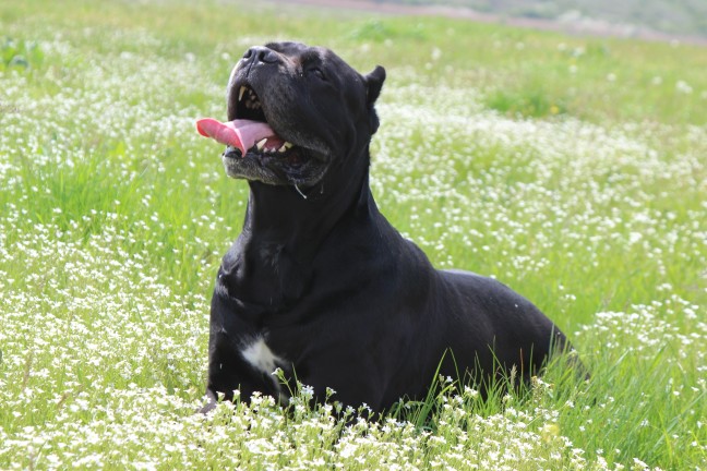 Choosing the Best Cane Corso Colors