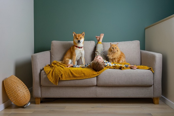 Complete guide on Shiba Inu – the Japanese breed