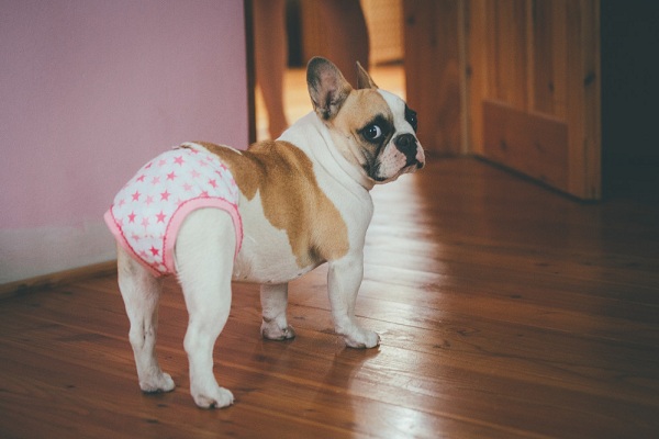 Deal With Your Dog’s Panic Attack Calmly And Patiently