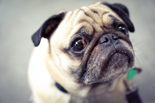 Dog Breed Myths Fact Check (1)