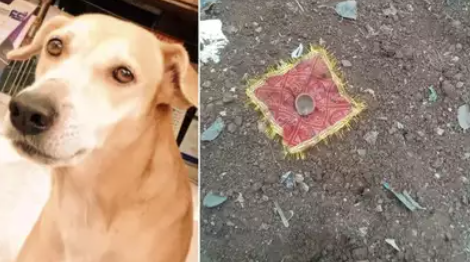 Dog Dies In A Mall Fire In Mumbai