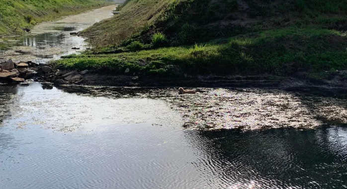 Florida dog stuck in canal mud was ‘worn out and tired.’ Watch a K9 cop rescue him