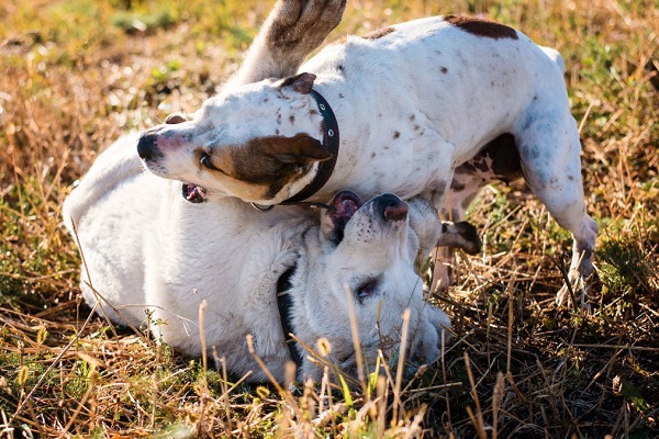 How To Break Up A Dog Fight Without Injuring Yourself