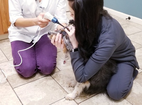 How to Clean a Dog Ears