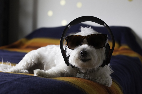 How to Keep a Dog Coat as White as Snow