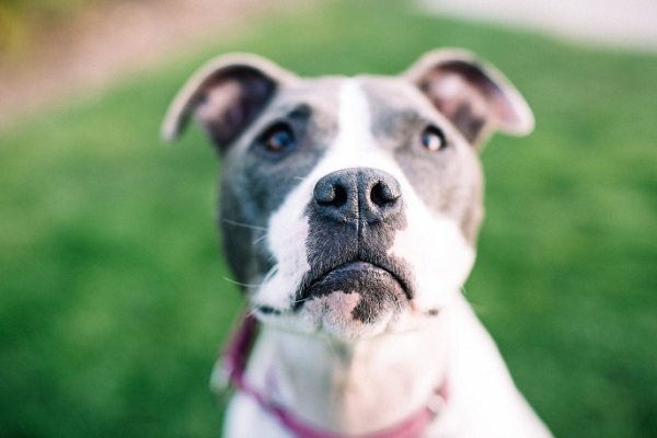 Know How to Save Money on Your Dog Related Expenses