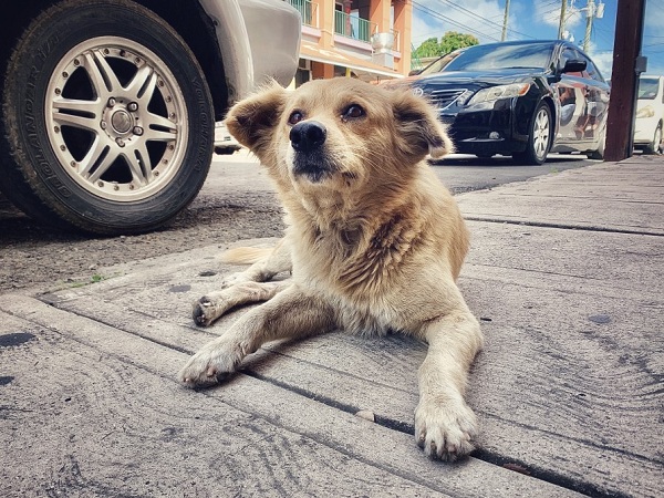 Over 2000 Kids Suffered From Dog Bites In Last Two Months