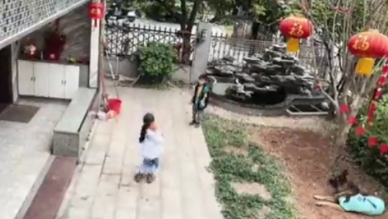 Pet dog retrieves ball for human friends after it falls into water during playtime