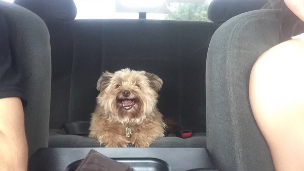 Pomapoo Dog Breed- A Comprehensive Guide