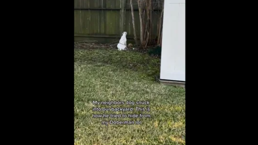 Pooch sneaks into neighbour’s yard, gets scared of their dog. What happens next is heartwarming