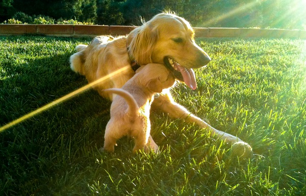 Pregnancy Care for Dogs-How to ensure better care for your dog