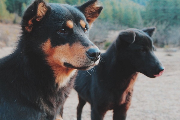 Stray Dog Carrying Infant Head Scares Residents In Hyderabad