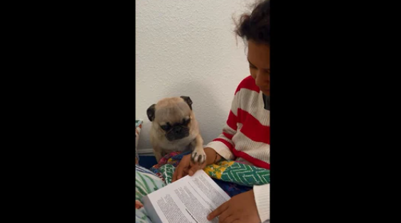 The image, taken from the video, shows the dog and its human sitting together.