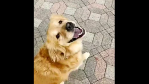 The way this dog looks at its owner whenever they go for a walk is simply adorable