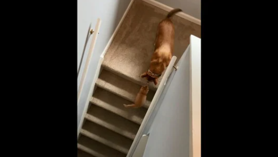 Video shows the ‘exact moment’ a dog and a cat became best friends. Watch