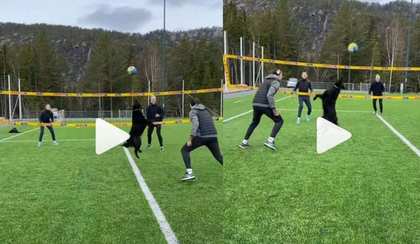 Viral dog who is highly skilled at playing volleyball