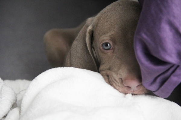 What Scares Dogs, and Why