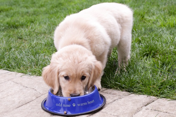 What do I need to know about owning golden retriever puppies