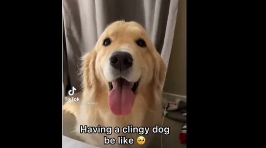 What it’s like having a clingy dog that doesn’t want to be left alone.