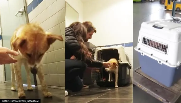 A Couple From Canada Rescued A Dog From India