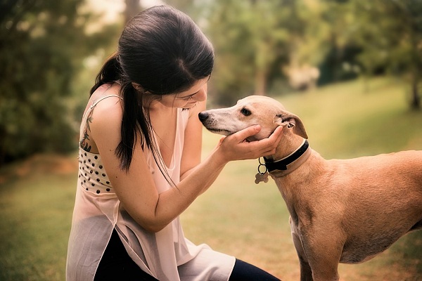 All You Must Know About The Athletic Greyhound Dogs