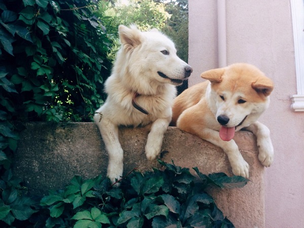 At What Age Dog Stops Growing