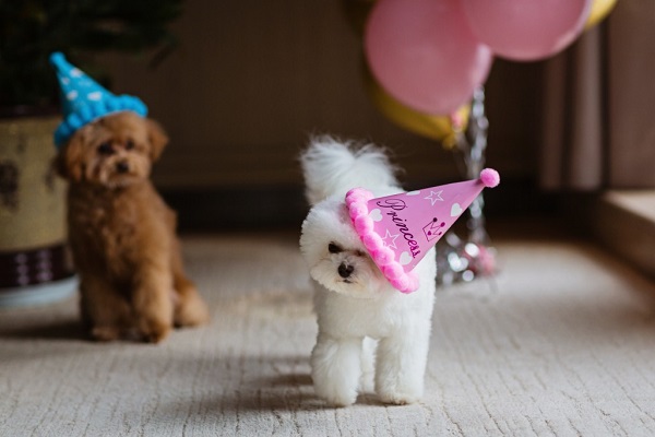 Bichon Frise dog in India - all you want to know