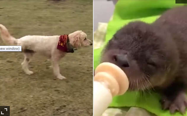 Cancer-Fighting Dog Becomes Hero in Minnesota