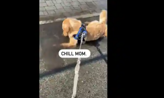 Dog loves to lie down in puddles when out on a walk