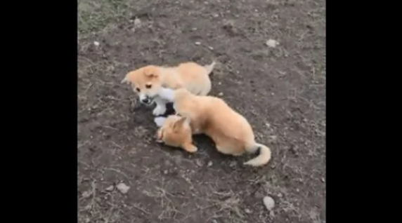 Dogs adopted by different humans turn out to be siblings