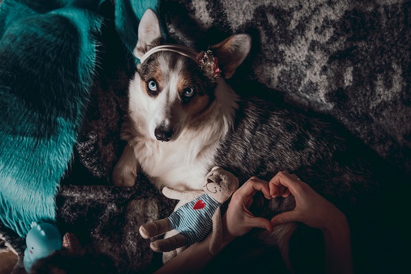 First Signs of Dog Pregnancy in dogs