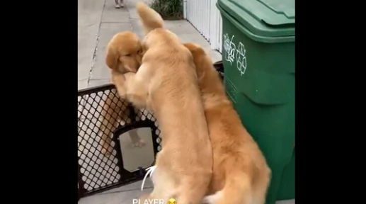 Golden Retriever Gets Excited to Meet Pooch Friend