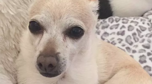 Guinness World Records Announces TobyKeith, The Oldest Living Dog