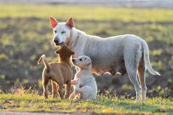 How To Approach An Indian Stray Dog And Feed Them