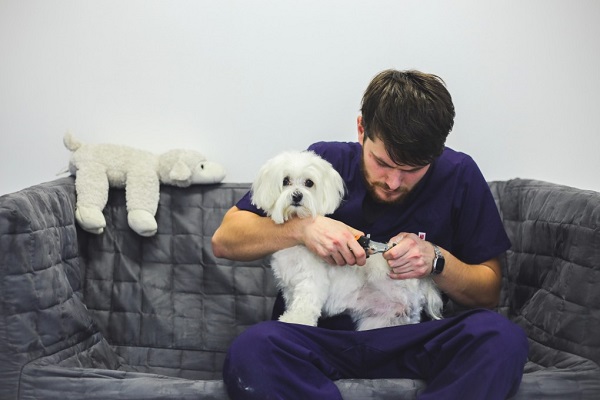 Medical Terms The Dog Owner Should Know