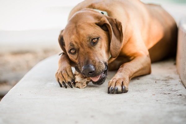 Raw Or Cooked Bones – What's Best For Your Dogs