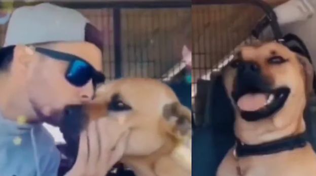 Rescued Dog is Happy Being Adopted