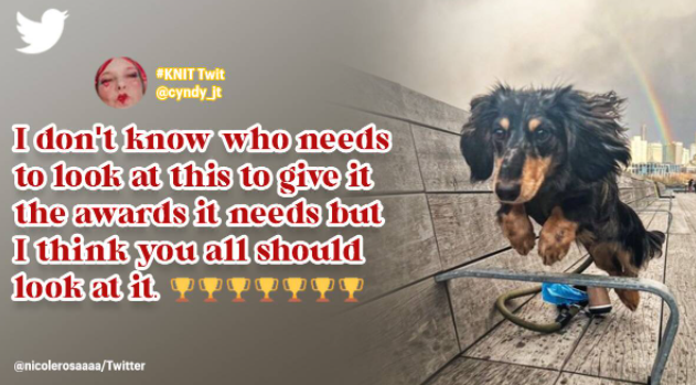 Rigatoni, a Flying Dog, Trends on Twitter