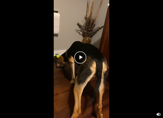 Training my dog for random fears