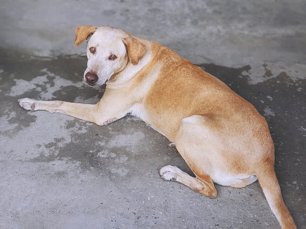 Truck Driver In Mumbai Booked For Running Over A Stray Dog
